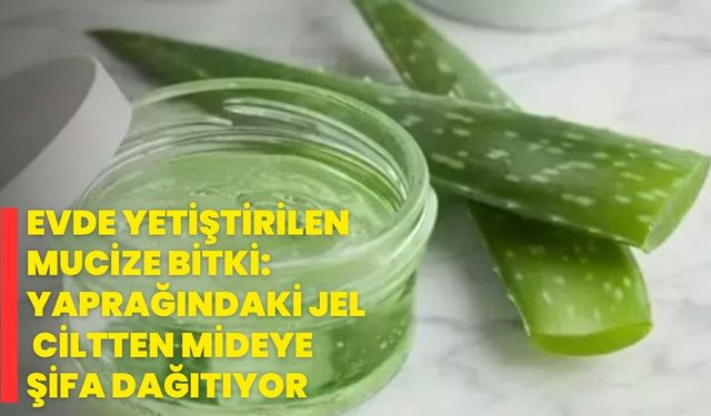Evde Yetiştirilen Mucize Bitki: Yaprağındaki Jel Ciltten Mideye Şifa Dağıtıyor