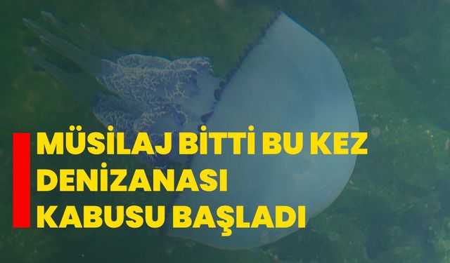 Müsilaj bitti bu kez denizanası kabusu başladı
