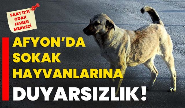 Afyonkarahisar’da sokak hayvanlarına duyarsızlık!