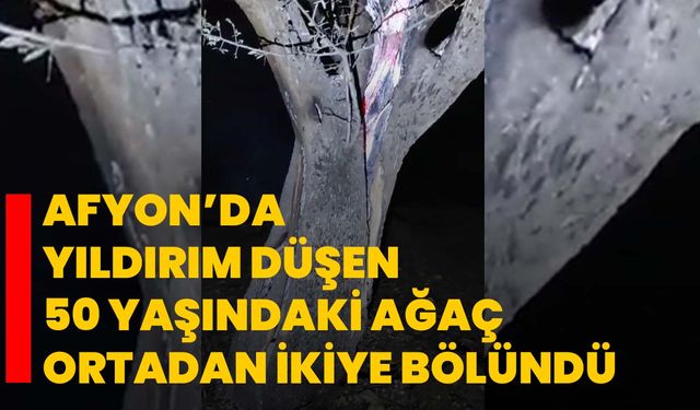 Afyon’da Yıldırım düşen 50 yaşındaki ağaç ortadan ikiye bölündü