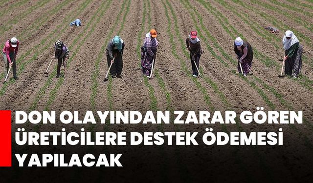 Don olayından zarar gören üreticilere destek ödemesi yapılacak
