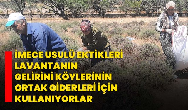 İmece usulü ektikleri lavantanın gelirini köylerinin ortak giderleri için kullanıyorlar