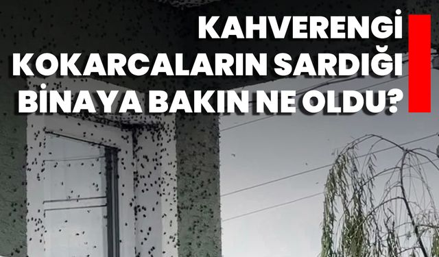 Kahverengi Kokarcaların Sardığı Binaya Bakın Ne Oldu?