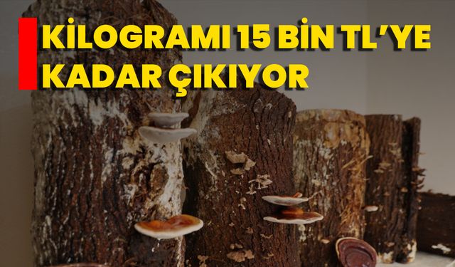 Kilogramı 15 Bin TL’ye Kadar Çıkıyor