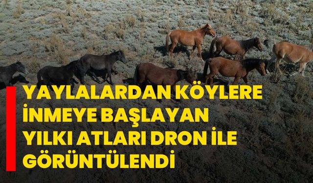 Yaylalardan köylere inmeye başlayan yılkı atları dron ile görüntülendi