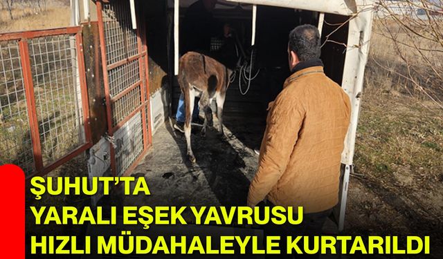 Şuhut’ta Yaralı Eşek Yavrusu Hızlı Müdahaleyle Kurtarıldı