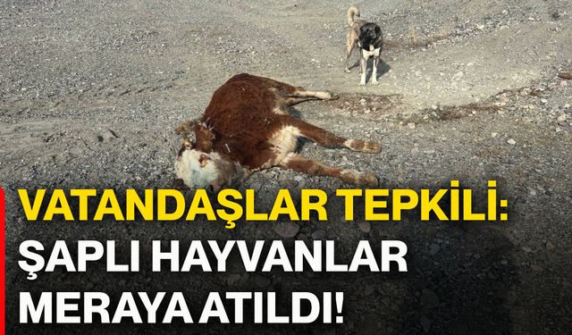 Vatandaşlar tepkili: Şaplı hayvanlar meraya atıldı!