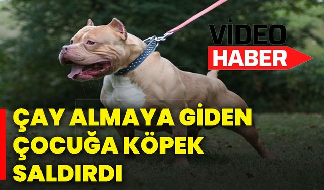 Çay almaya giden çocuğa köpek saldırdı