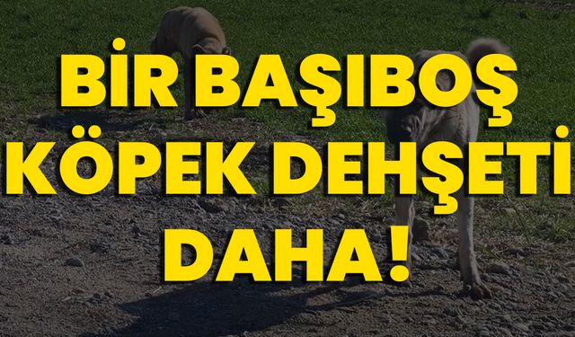 Bir Başıboş Köpek Dehşeti Daha!
