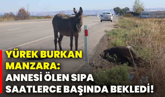 Yürek burkan manzara: annesi ölen sıpa saatlerce başında bekledi!