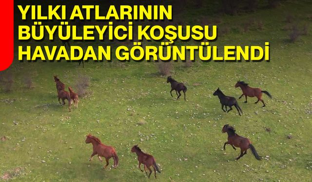 Yılkı Atlarının Büyüleyici Koşusu Havadan Görüntülendi