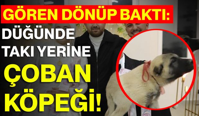 Gören Dönüp Baktı: Düğünde Takı Yerine Çoban Köpeği