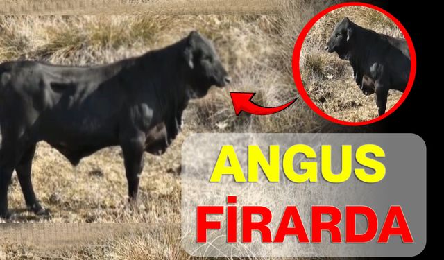 Angus Firarda
