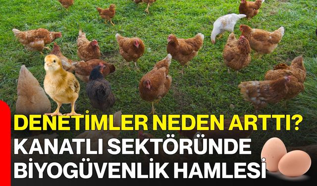Denetimler Neden Arttı? Kanatlı Sektöründe Biyogüvenlik Hamlesi