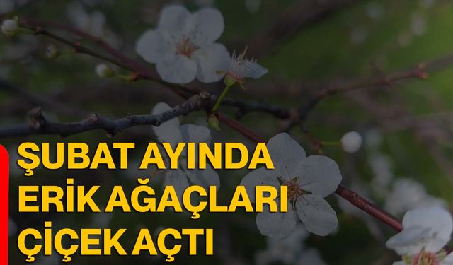 Şubat ayında erik ağaçları çiçek açtı