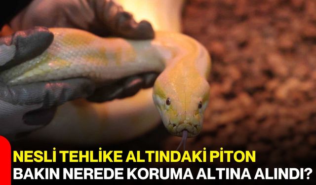 Nesli Tehlike Altındaki Piton Bakın Nerede Koruma Altına Alındı?