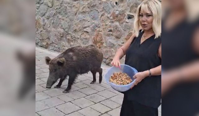 Safiye Soyman Domuzu Elleriyle Besledi