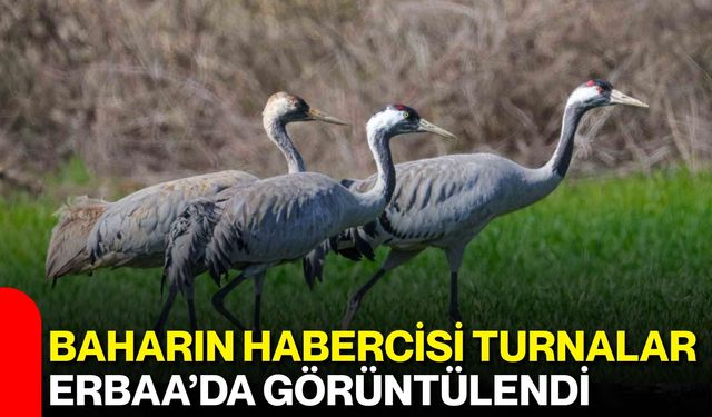 Baharın Habercisi Turnalar Erbaa’da Görüntülendi