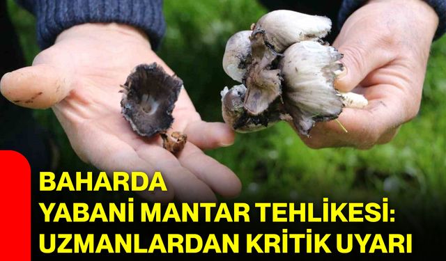 Baharda yabani mantar tehlikesi: Uzmanlardan kritik uyarı