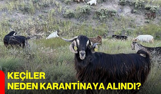 Keçiler Neden Karantinaya Alındı?