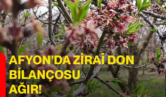 Afyon’da zirai don bilançosu ağır!