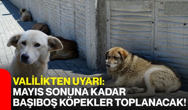 Valilikten Uyarı: Mayıs Sonuna Kadar Başıboş Köpekler Toplanacak!