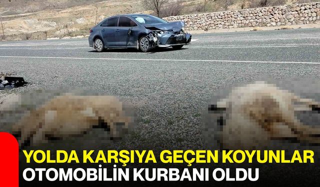 Yolda Karşıya Geçen Koyunlar Otomobilin Kurbanı Oldu