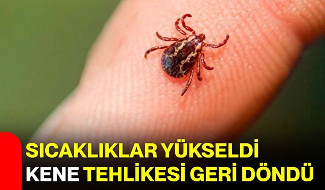 Sıcaklıklar Yükseldi, Kene Tehlikesi Geri Döndü