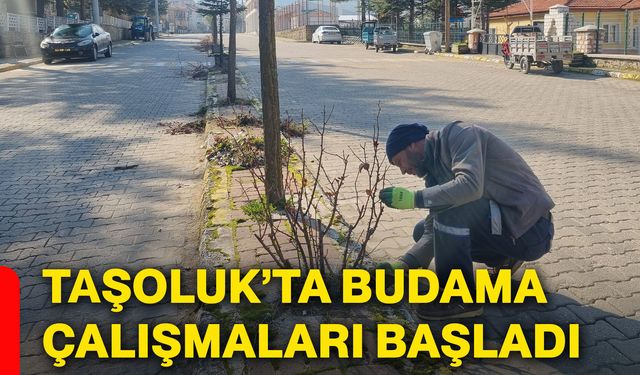 Taşoluk’ta budama çalışmaları başladı