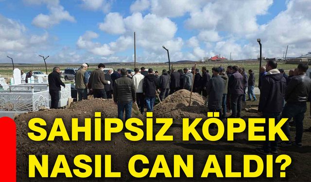 Sahipsiz köpek nasıl can aldı?