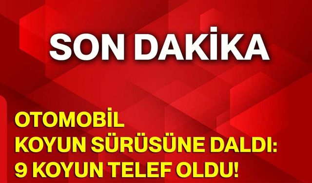 Otomobil koyun sürüsüne daldı: 9 koyun telef oldu