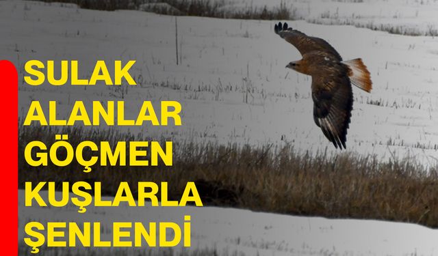 Sulak alanlar göçmen kuşlarla şenlendi