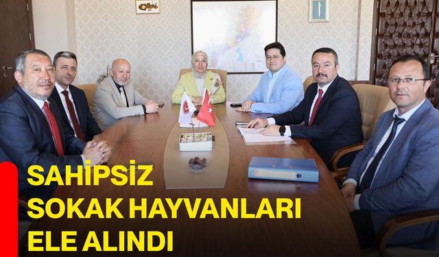 Sahipsiz sokak hayvanları ele alındı