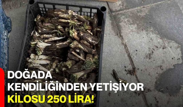 Doğada kendiliğinden yetişiyor, kilosu 250 lira!
