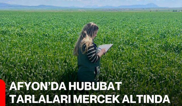 Afyon’da Hububat Tarlaları Mercek Altında
