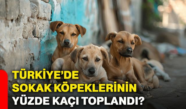 Türkiye’de sokak köpeklerinin yüzde kaçı toplandı?