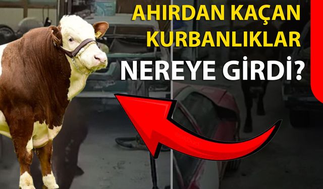Ahırdan Kaçan Kurbanlıklar Nereye Girdi?