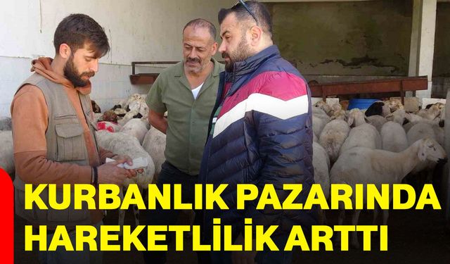 Kurbanlık pazarında hareketlilik arttı