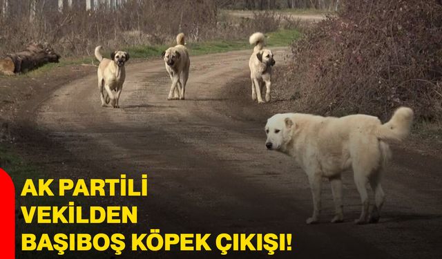 AK Partili vekilden başıboş köpek çıkışı!