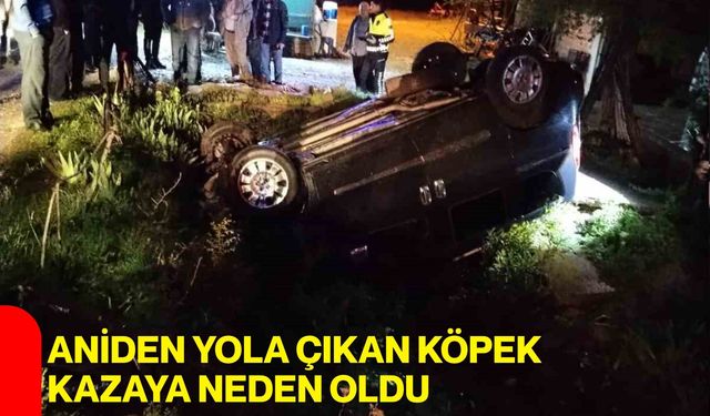 Aniden Yola Çıkan Köpek Kazaya Neden Oldu