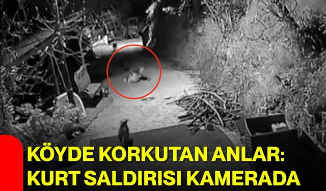 Köyde Korkutan Anlar: Kurt Saldırısı Kamerada
