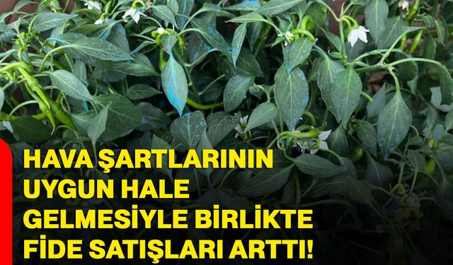 Hava şartlarının uygun hale gelmesiyle birlikte fide satışları arttı