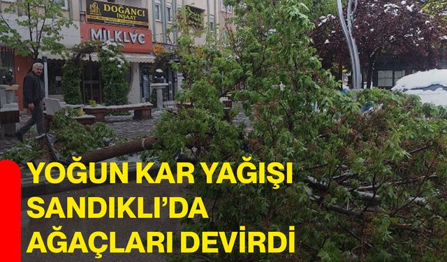 Yoğun Kar Yağışı Sandıklı’da Ağaçları Devirdi