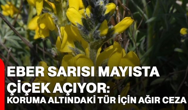 Eber Sarısı Mayısta Çiçek Açıyor: Koruma Altındaki Tür İçin Ağır Ceza