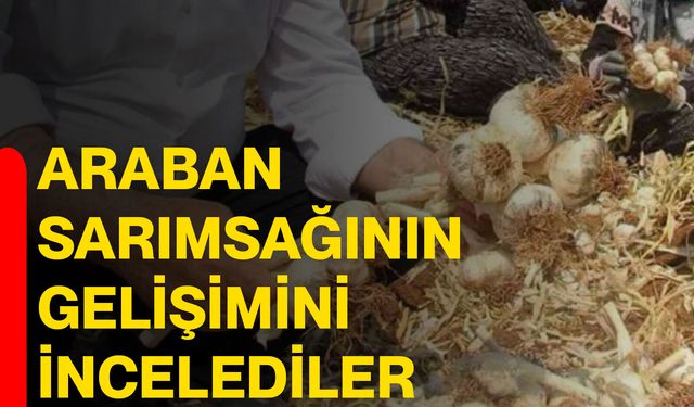 Araban sarımsağının gelişimini incelediler