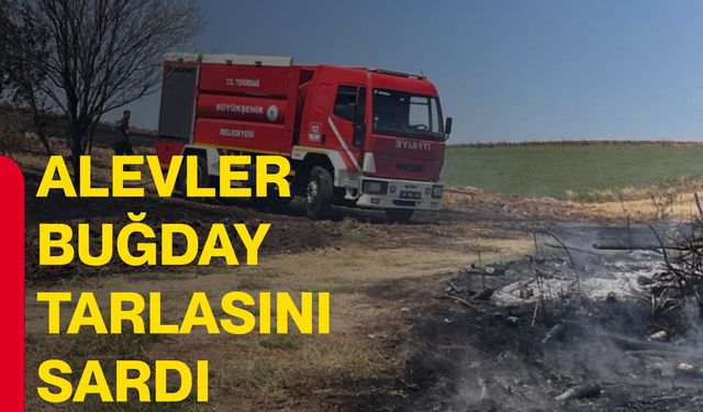 Alevler buğday tarlasını sardı
