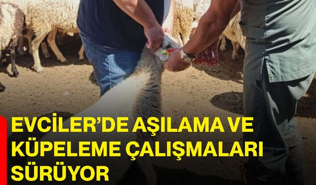 Evciler’de aşılama ve küpeleme çalışmaları sürüyor
