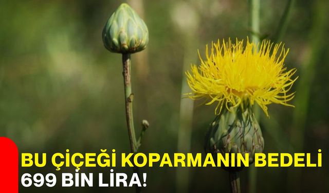 Bu çiçeği koparmanın bedeli 699 bin lira!