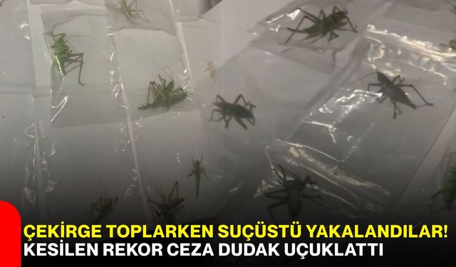 Çekirge toplarken suçüstü yakalandılar! Kesilen rekor ceza dudak uçuklattı