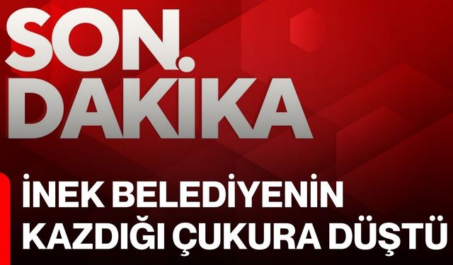 İnek belediyenin kazdığı çukura düştü